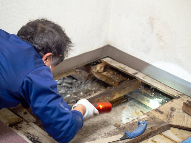 Best Mold Damage Repair  in Bernie, MO