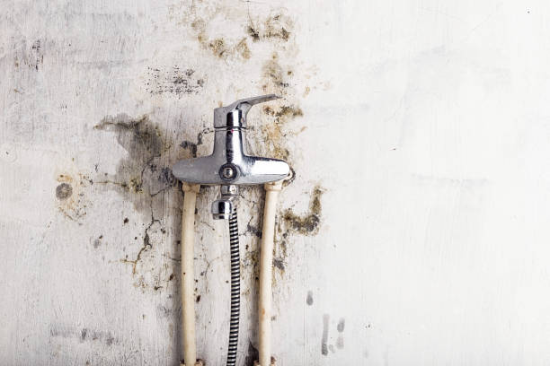 Best Mold Cleaning Services  in Bernie, MO