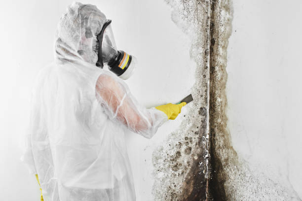 Best Mold Remediation Services  in Bernie, MO