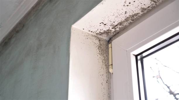 Best Mold Remediation  in Bernie, MO