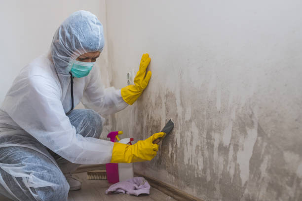 Best Residential Mold Removal  in Bernie, MO