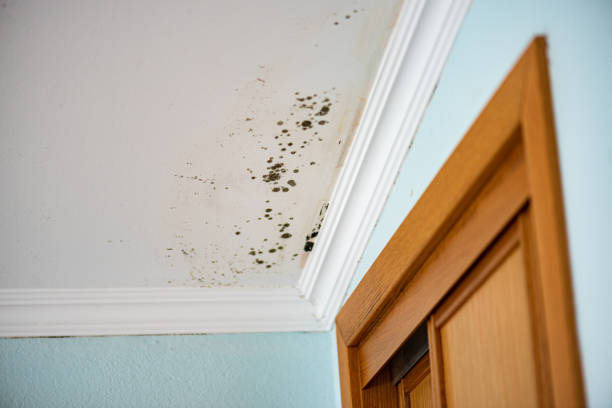 Best Mold Removal Specialists  in Bernie, MO
