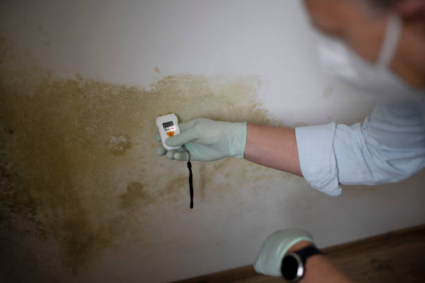 Office Mold Removal Services in Bernie, MO