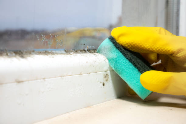 Best Local Mold Removal Service  in Bernie, MO