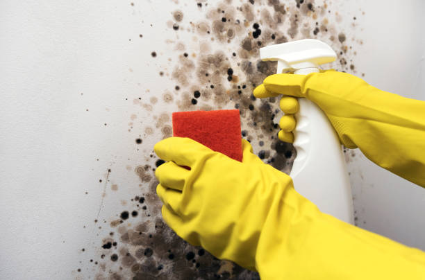 Best Fast Mold Removal  in Bernie, MO