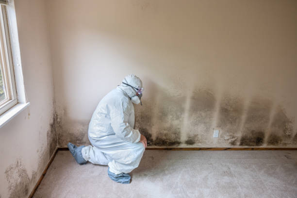 Best Mold Testing  in Bernie, MO