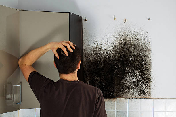 Crawl Space Mold Removal in Bernie, MO