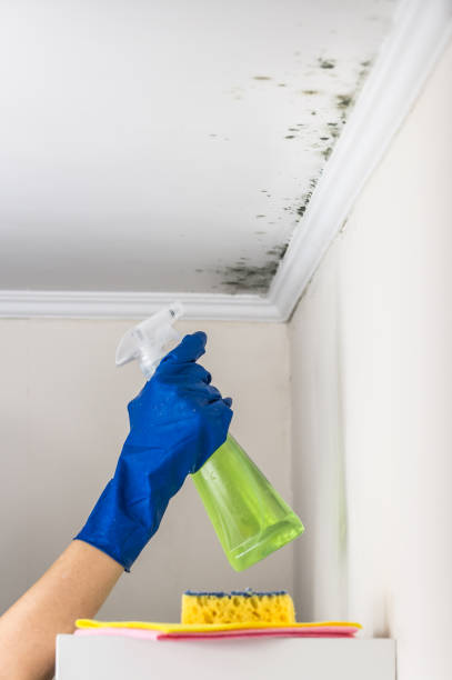 Best Black Mold Removal  in Bernie, MO