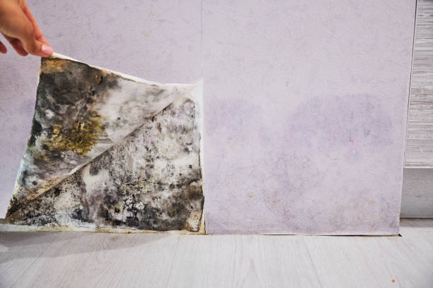 Best Attic Mold Removal  in Bernie, MO